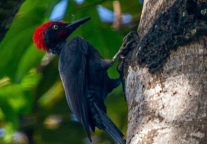Andaman Woodpecker