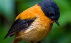 Black-and-orange Flycatcher