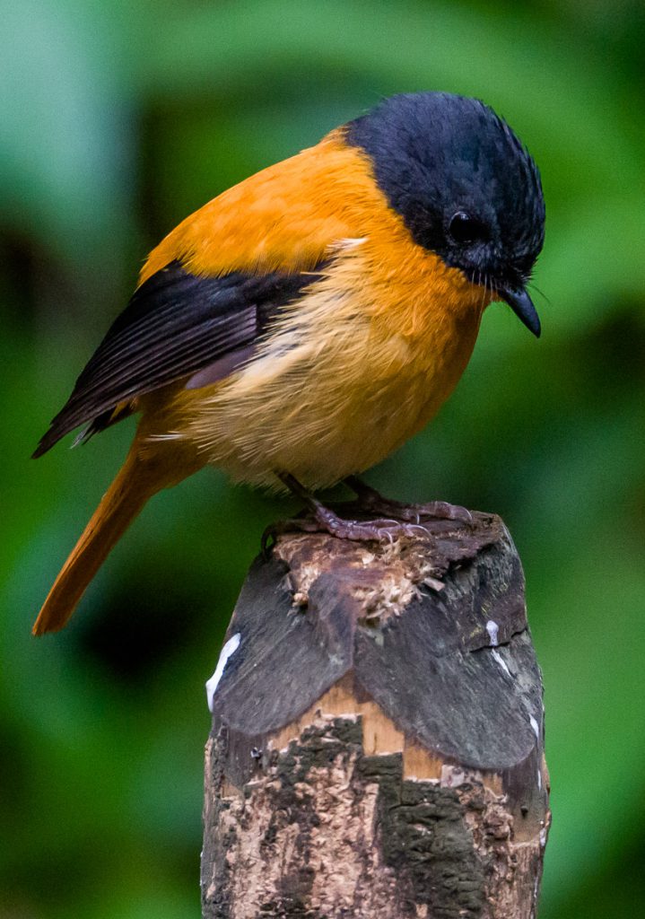 Western Ghats Endemic Birds | Bubo Birding