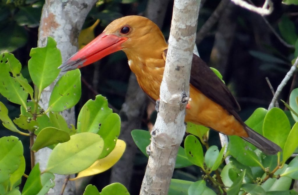 Birds of the Sundarbans | Bubo Birding