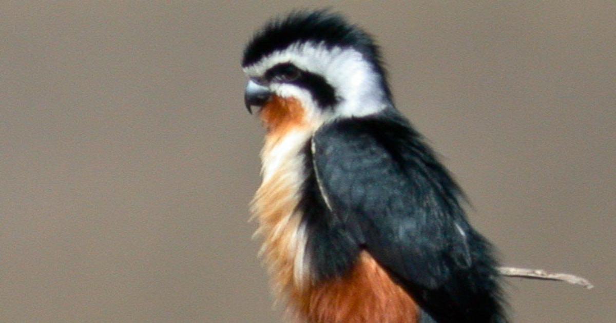 Endangered Birds & Wildlife of Manas and Meghalaya | Bubo Birding