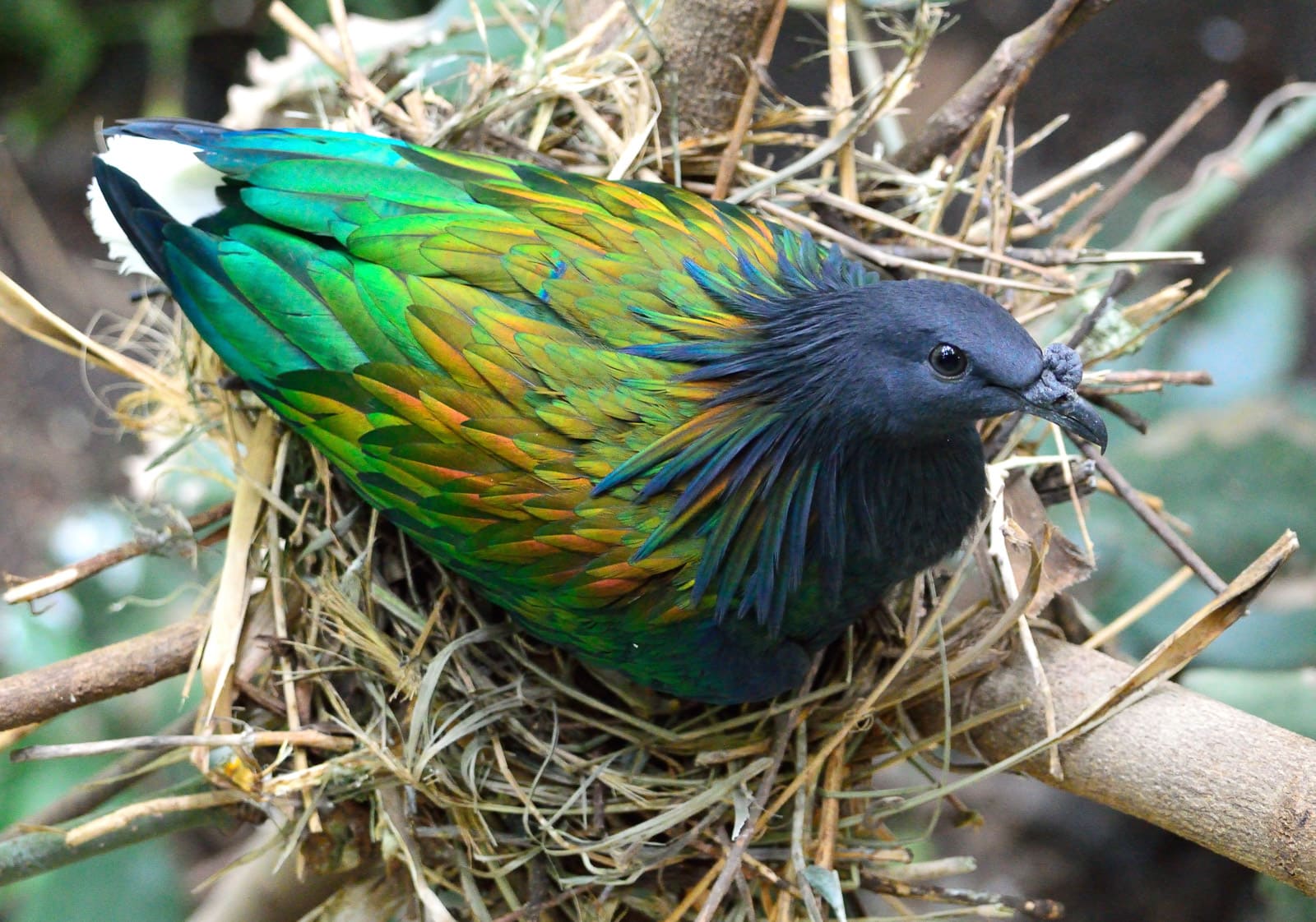 Andaman & Nicobar Islands Endemic Birds | Bubo Birding