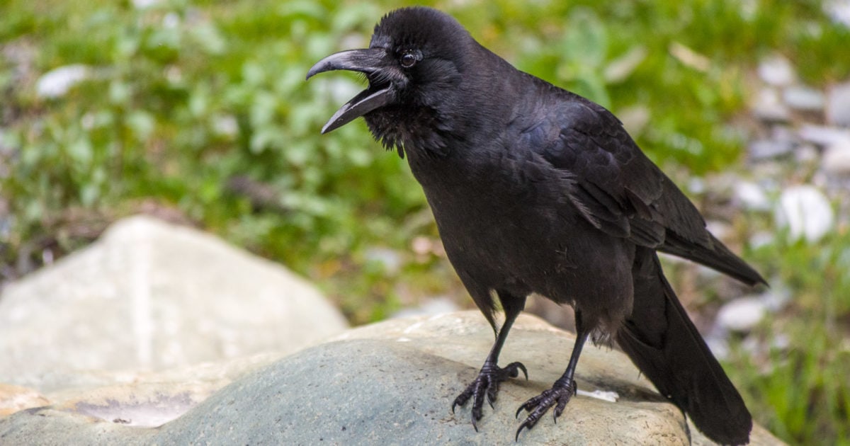 Large-billed Crow | Bubo Birding