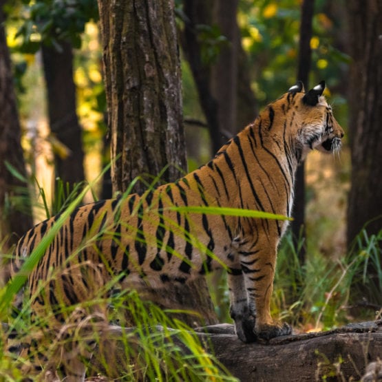 Tiger Bandhavgarh