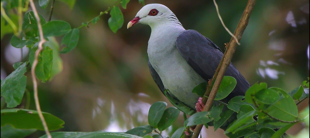 Andaman Wood Pigeon © Albin Jacob
