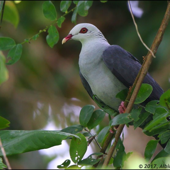 Andaman Wood Pigeon © Albin Jacob