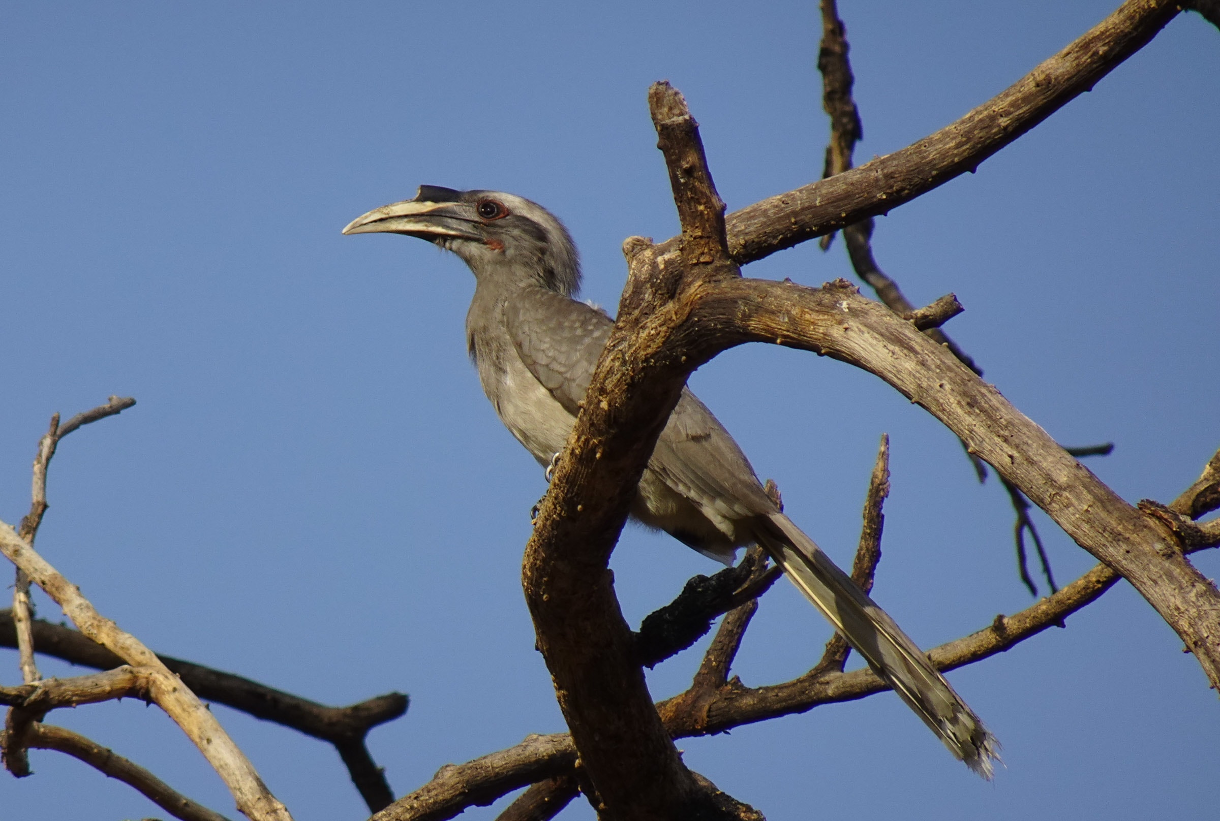 Checklist of the Birds of Chandigarh | Bubo Birding