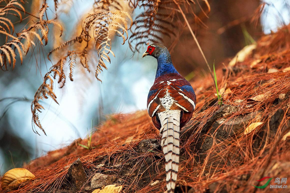 Checklist of the Birds of Manipur | Bubo Birding