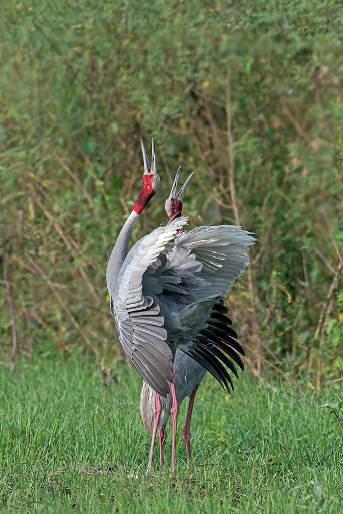 Sarus Crane - Facts, Diet, Habitat & Pictures on Animalia.bio
