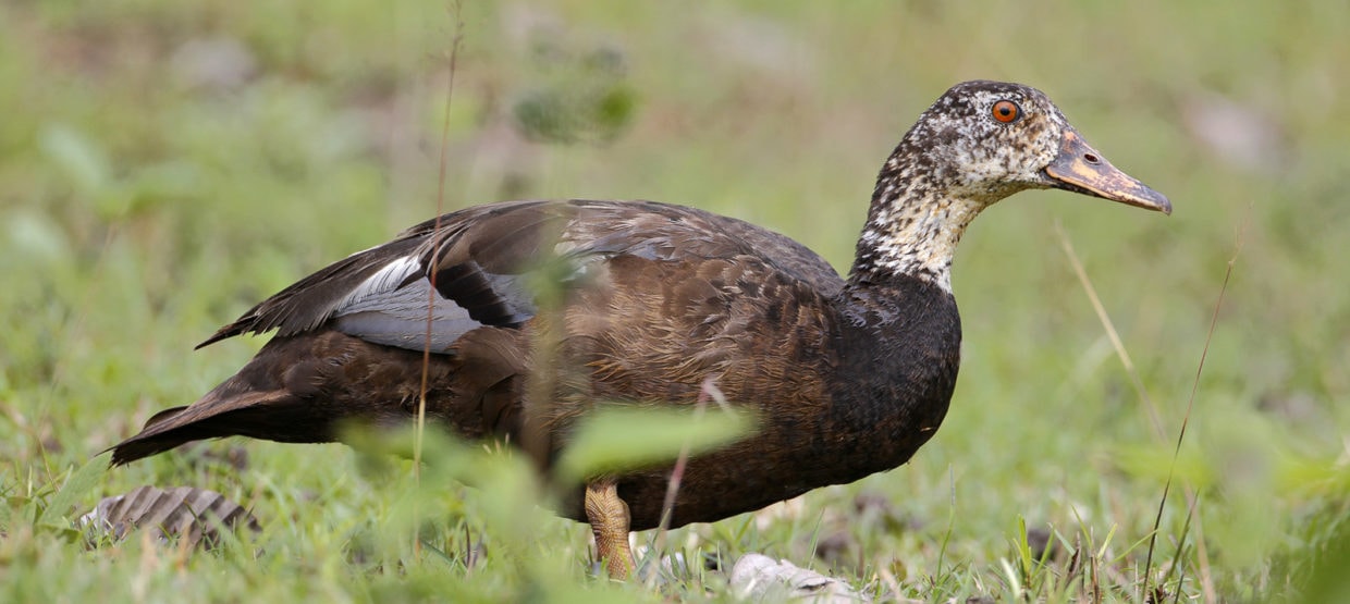 White-winged Duck