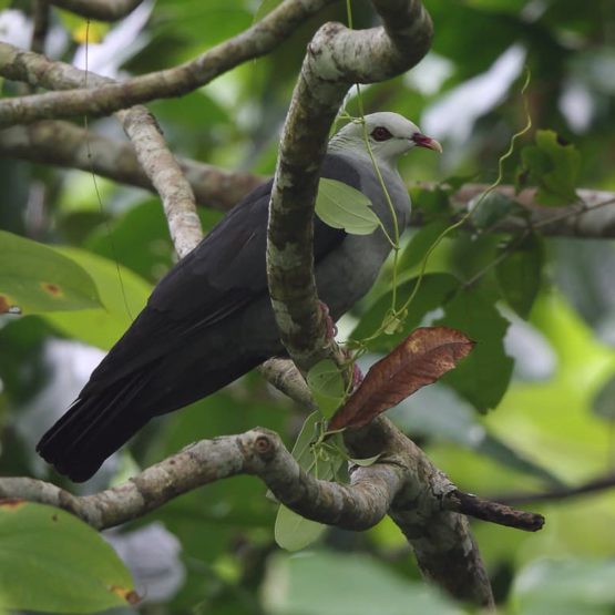 Andaman Wood Pigeon