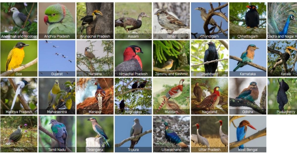 Checklists of the Birds of India by State | Bubo Birding