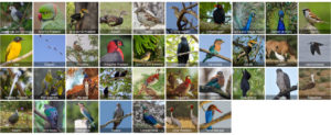 State Birds of India