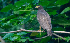 Andaman Serpent Eagle