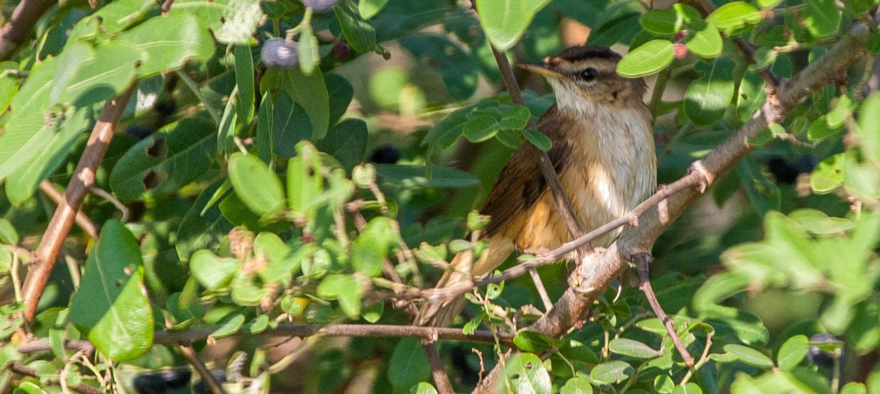 Black-browed Reed-warbler