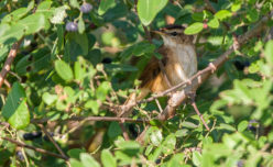 Black-browed Reed-warbler