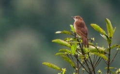 Broad-tailed Grassbird