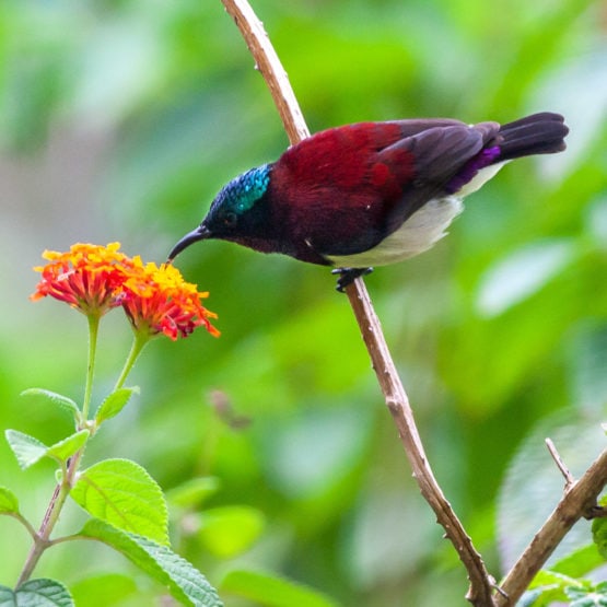 Crimson-backed Sunbird
