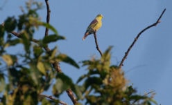 Grey-fronted Green Pigeon