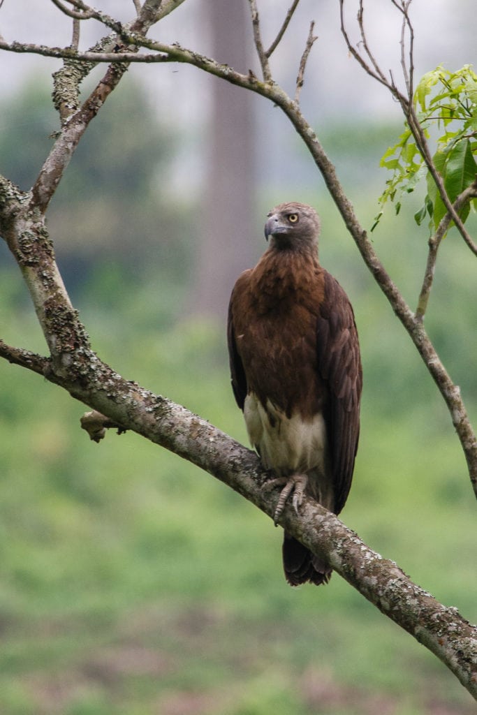 Kaziranga National Park, Assam—Short birding break | Bubo Birding