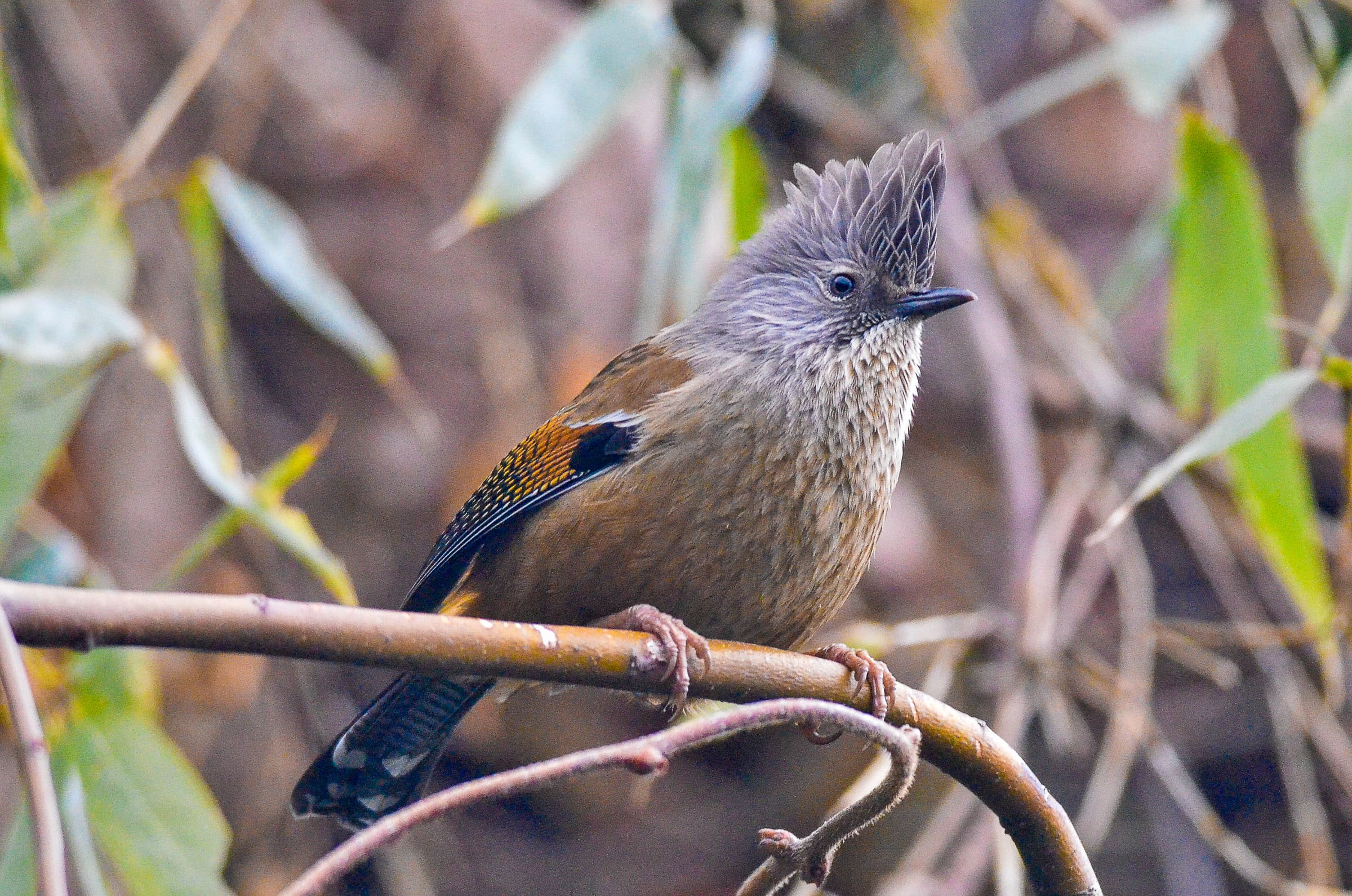 Hoary-throated Barwing | Bubo Birding