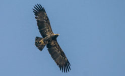 Eastern Imperial Eagle