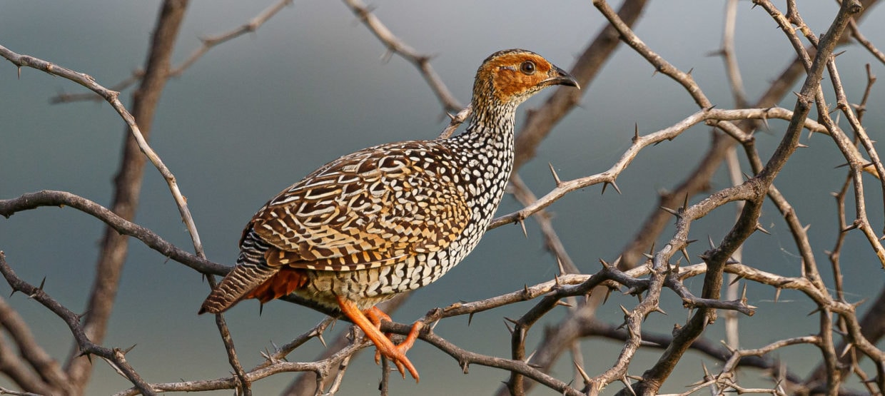 Painted Francolin