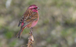 Pink-browed Rosefinch