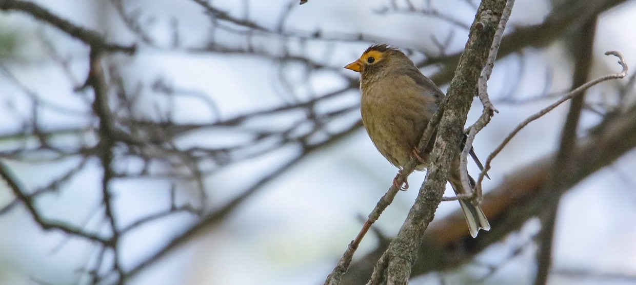 Spectacled Finch