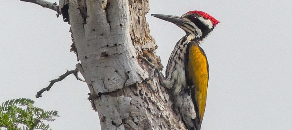 White-naped Woodpecker