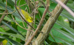 Yellow-vented Warbler