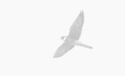 Amur Falcon placeholder