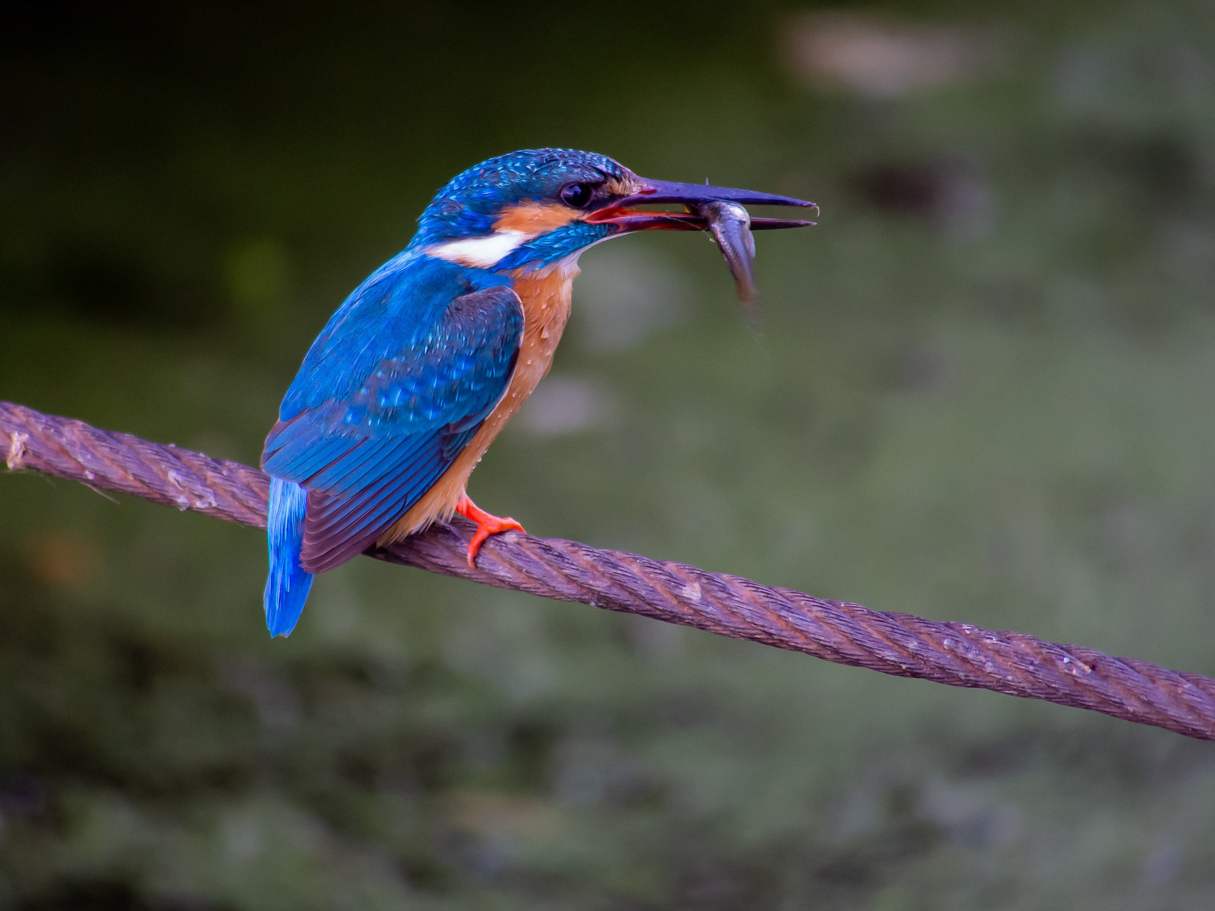 Explore the Beauty of North Carolina’s Kingfisher: A Guide to Spotting ...