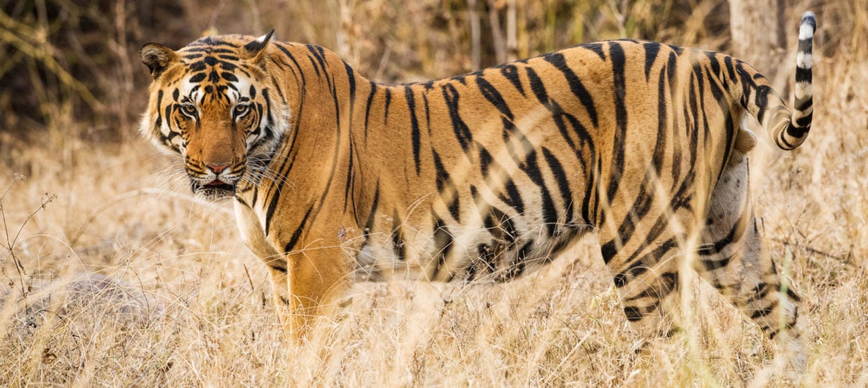 Tiger at Kanha