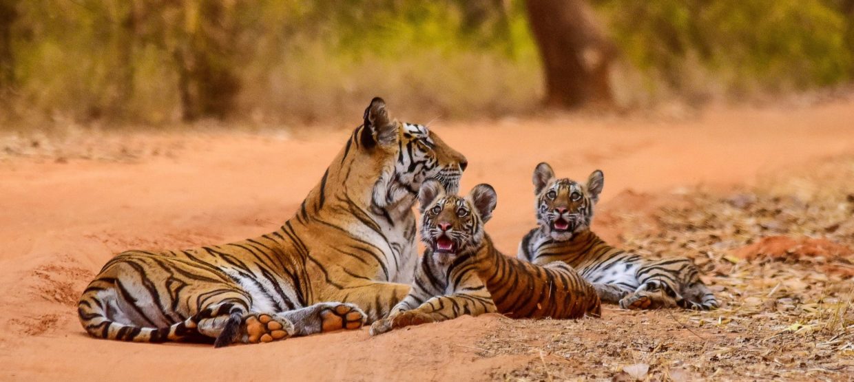 Tigers at Bandhavgarh
