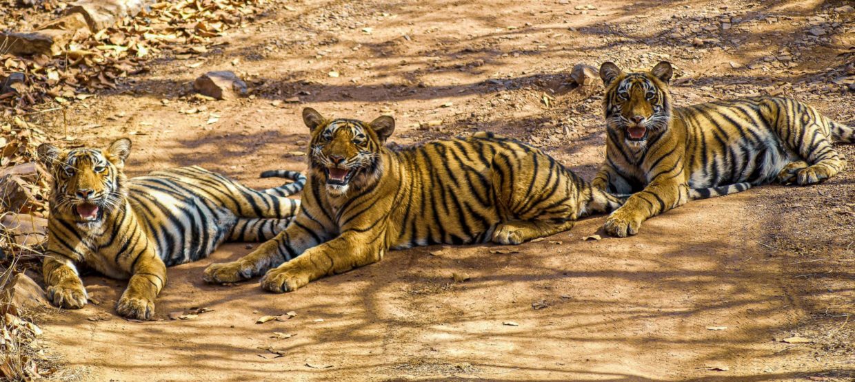 Tigers at Ranthambhore