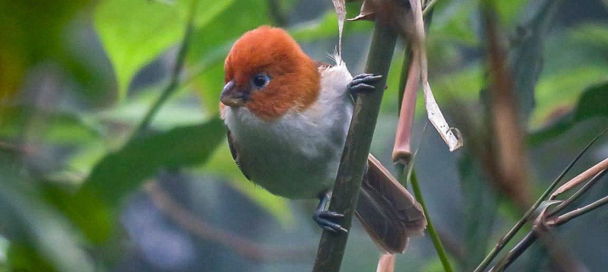 White-breasted Parrotbill