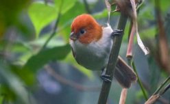 White-breasted Parrotbill