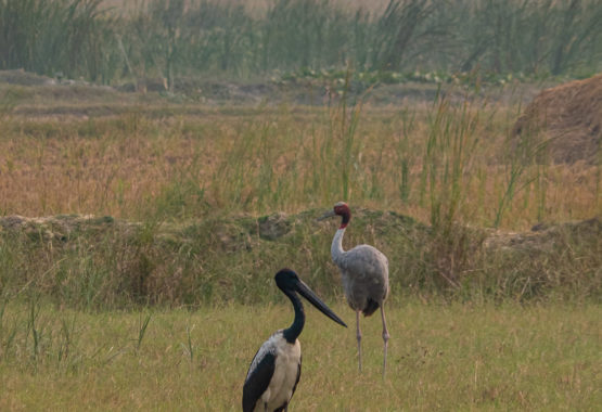Black-necked Stork and Sarus Crane