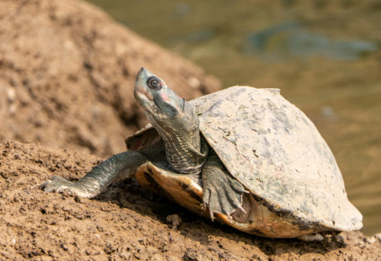 Indian Tent Turtle