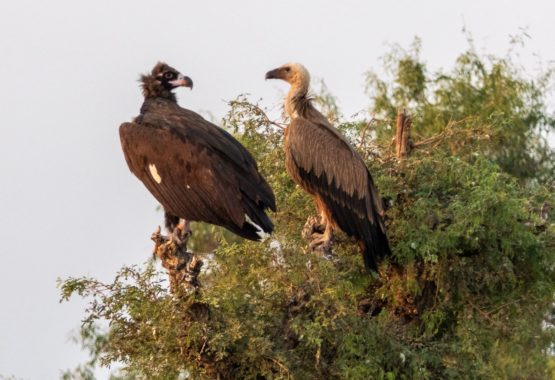 Cinereous Vulture and Eurasian Griffon