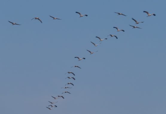 Common Cranes