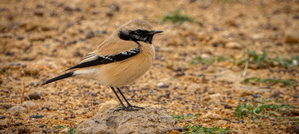 Desert Wheatear | Bubo Birding