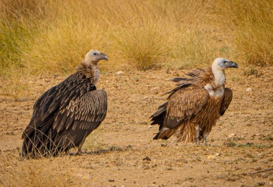 Griffon Vulture and Himalayan Vulture