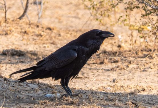 "Punjab" Northern Raven