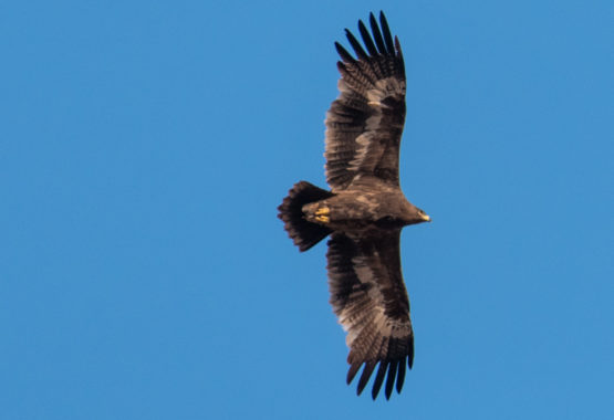 Steppe Eagle and Egyptian Vulture