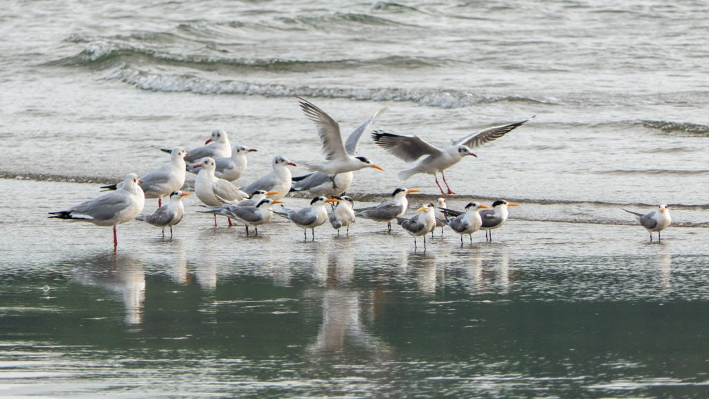 Brown-headed Gull and Terns
