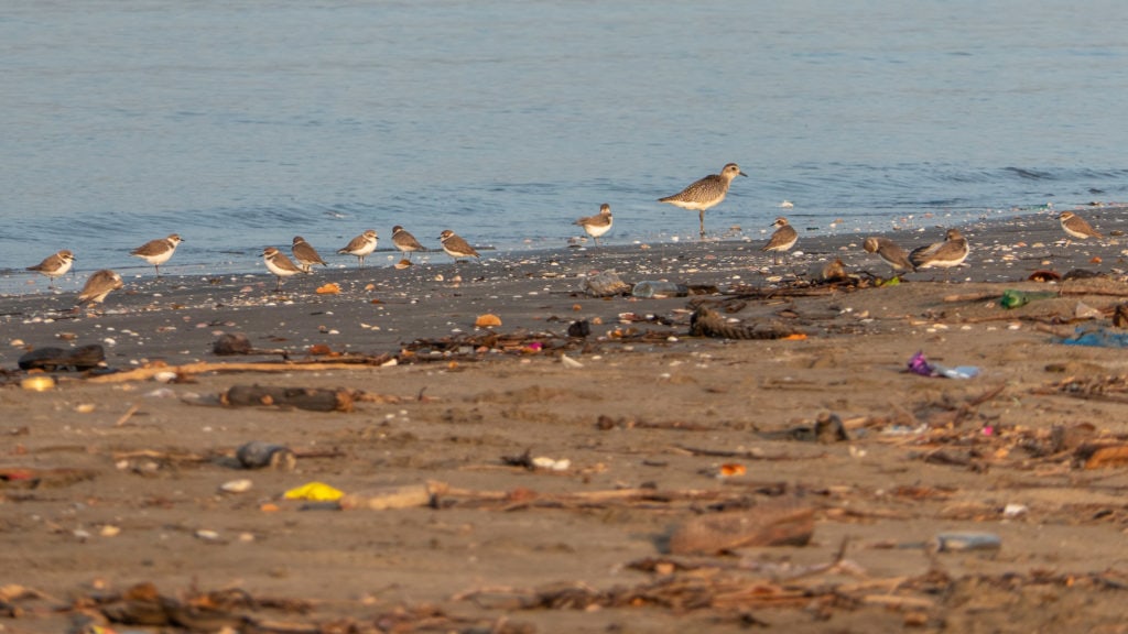 Grey Plover and Kentish Plovers