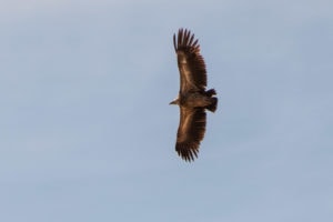 Himalayan Vulture