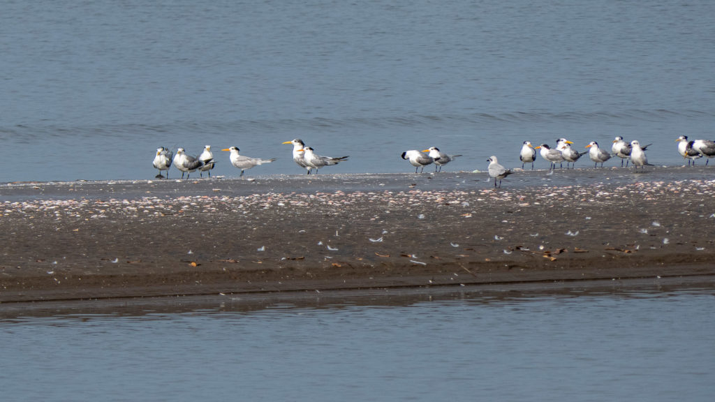 Lesser Crested and Great Crested Terns